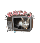 愛するニャンズの日々のつぶやき 日常会話（個別スタンプ：28）