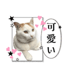 愛するニャンズの日々のつぶやき 日常会話（個別スタンプ：29）