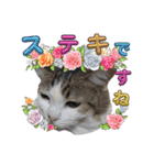 愛するニャンズの日々のつぶやき 日常会話（個別スタンプ：30）