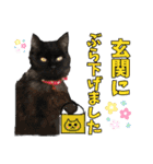 愛するニャンズの日々のつぶやき 日常会話（個別スタンプ：36）