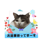 愛するニャンズの日々のつぶやき 日常会話（個別スタンプ：37）