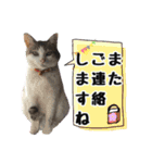 愛するニャンズの日々のつぶやき 日常会話（個別スタンプ：38）