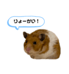 おハムの日常♪（個別スタンプ：1）