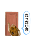 おハムの日常♪（個別スタンプ：10）