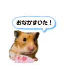 おハムの日常♪（個別スタンプ：12）