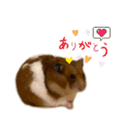 おハムの日常♪（個別スタンプ：16）