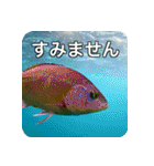 魚が好きなんです（個別スタンプ：2）