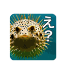 魚が好きなんです（個別スタンプ：6）