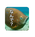 魚が好きなんです（個別スタンプ：7）