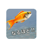 魚が好きなんです（個別スタンプ：10）