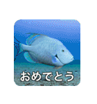 魚が好きなんです（個別スタンプ：11）