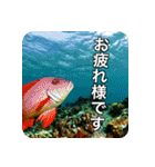 魚が好きなんです（個別スタンプ：12）