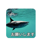 魚が好きなんです（個別スタンプ：13）