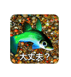 魚が好きなんです（個別スタンプ：14）