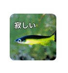 魚が好きなんです（個別スタンプ：15）