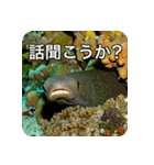 魚が好きなんです（個別スタンプ：16）