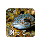 魚が好きなんです（個別スタンプ：20）