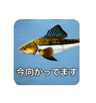 魚が好きなんです（個別スタンプ：24）