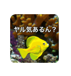 魚が好きなんです（個別スタンプ：26）