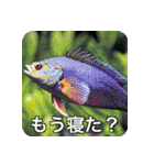 魚が好きなんです（個別スタンプ：28）