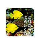 魚が好きなんです（個別スタンプ：30）