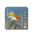 魚が好きなんです（個別スタンプ：31）