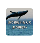 魚が好きなんです（個別スタンプ：37）