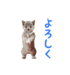 ▶︎踊る！ねこちゃん‼︎（個別スタンプ：2）