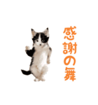 ▶︎踊る！ねこちゃん‼︎（個別スタンプ：5）