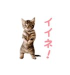 ▶︎踊る！ねこちゃん‼︎（個別スタンプ：7）