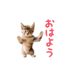 ▶︎踊る！ねこちゃん‼︎（個別スタンプ：9）