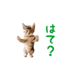 ▶︎踊る！ねこちゃん‼︎（個別スタンプ：13）