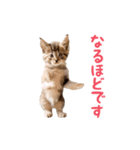 ▶︎踊る！ねこちゃん‼︎（個別スタンプ：14）