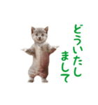 ▶︎踊る！ねこちゃん‼︎（個別スタンプ：15）