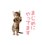 ▶︎踊る！ねこちゃん‼︎（個別スタンプ：17）