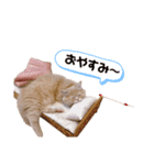 わたげ日記（個別スタンプ：2）