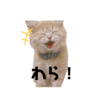 わたげ日記（個別スタンプ：3）