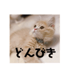 わたげ日記（個別スタンプ：14）
