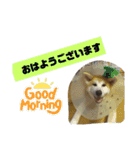 もふもふ秋田犬スタンプ！ラン＆レオ2（個別スタンプ：5）