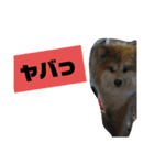 もふもふ秋田犬スタンプ！ラン＆レオ2（個別スタンプ：6）