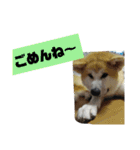 もふもふ秋田犬スタンプ！ラン＆レオ2（個別スタンプ：7）