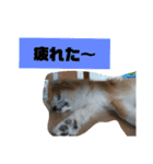 もふもふ秋田犬スタンプ！ラン＆レオ2（個別スタンプ：9）
