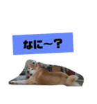 もふもふ秋田犬スタンプ！ラン＆レオ2（個別スタンプ：12）