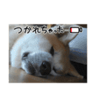 もふもふ秋田犬スタンプ！ラン＆レオ2（個別スタンプ：14）