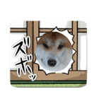 もふもふ秋田犬スタンプ！ラン＆レオ2（個別スタンプ：15）