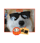 もふもふ秋田犬スタンプ！ラン＆レオ2（個別スタンプ：16）