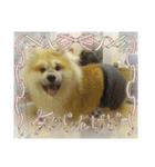 もふもふ秋田犬スタンプ！ラン＆レオ2（個別スタンプ：17）