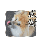 もふもふ秋田犬スタンプ！ラン＆レオ2（個別スタンプ：18）