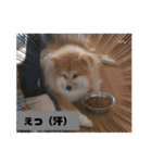 もふもふ秋田犬スタンプ！ラン＆レオ2（個別スタンプ：19）