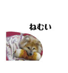 もふもふ秋田犬スタンプ！ラン＆レオ2（個別スタンプ：23）